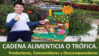 🌿🦁 Cadena alimenticia o trófica 🦐🍃 Productores consumidores y descomponedores  Maqueta [upl. by Mcclenaghan]