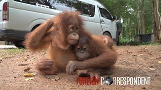 Saving Baby Orangutans From Smuggling  Foreign Correspondent [upl. by Latihs]