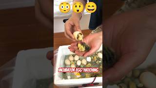 How to Incubate Chicken Egg 🥱 shorts youtubeshorts shortvideo trendingshorts [upl. by Thatch]