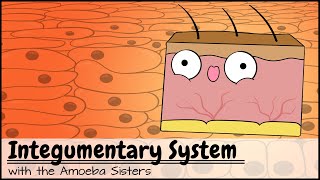 Integumentary System [upl. by Tani]