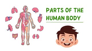 Parts of the Human Body  Internal Organs  Anatomy for Kids  Facts About the Human Body [upl. by Derayne]