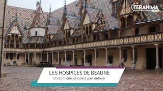 Hospices de Beaune  lhistoire dun domaine unique  Teranima TV [upl. by Taddeo]