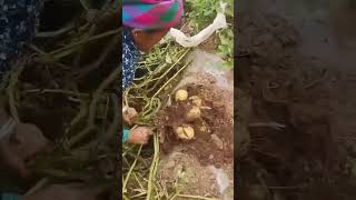 Organic fertilizer planting potato harvesting process [upl. by Eissirk223]