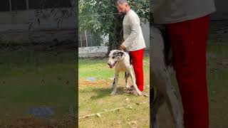 Great dane badshah kennel clubforyouyoutube dogbreed amecanpitbull americanbully americanbul [upl. by Frechette321]