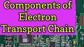 What are the Components of Electron Transport Chain  What are flavoproteins [upl. by Aarika]