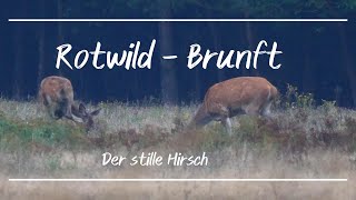 Rotwild Brunft  Der stille Hirsch [upl. by Mazel]