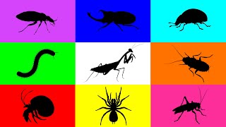 Insect Mantis Tarantula Hermit Crab Beetle Ladybug Cocokroach Cricket Milipede Paddy Bug [upl. by Lesley]