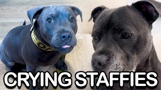 Sniffles to Snacks 2 English Staffies Emotional Rollercoaster [upl. by Allerim]