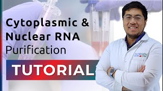 RNA Purification Tutorial  Cytoplasmic and Nuclear RNA [upl. by Boswall]