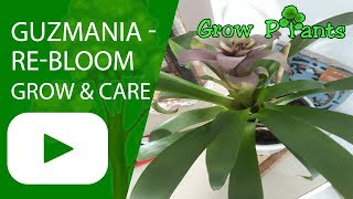 Guzmania  grow care and rebloom [upl. by Lorene]