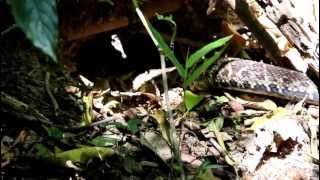 Bothrops jararacussu [upl. by Guillermo]