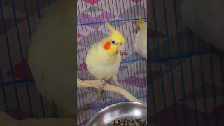 Cockatiel Love Bond 🤝trending viralshorts love bond lovebirds gullugulli youtubeshorts yt [upl. by Trilley871]