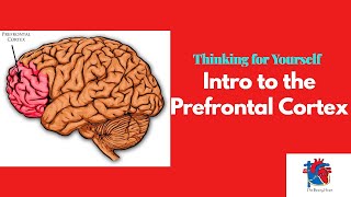 Intro to the Prefrontal Cortex [upl. by Anerb]