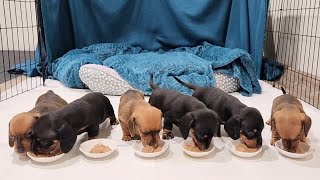 Puppies first meal of puppy food  4 week old Mini dachshunds [upl. by Jarad]