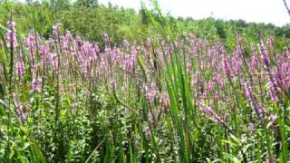 Purple loosestrife at Lake Gogebic [upl. by Glen]