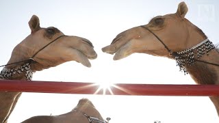 The Super Bowl of camel pageantry [upl. by Susanne]