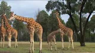 Visit Taronga Western Plains Zoo in Dubbo [upl. by Ferdinana]