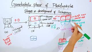 Gametophytic phase of PteridophytesBSc and MSc botany topic [upl. by Aihcrop]