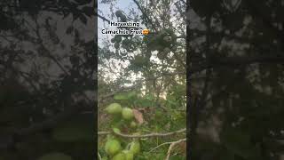 Harvesting Camachile Fruit😍 harvest harvesting camachilefruit kamatsilefruit wild trending [upl. by Nosretep61]