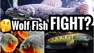 Wolf Fish vs Piranhas vs Snakehead  Battle Series [upl. by Anole]