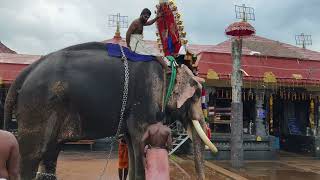 Chengannur Mahadeva Temple Utsavam Evening Sheeveli  Lord Mahadeva and Goddess Sri Parvathi [upl. by Arleen]