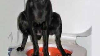 Litter Kwitter Cat  Kitten toilet training system amazing [upl. by Traver]