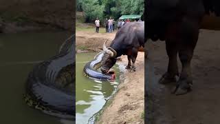 This video is absolutely beyond belief the buffalo actually ate half a python youtubeshorts [upl. by Champaigne905]