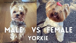 Male Vs Female Yorkie  Yorkie 101 [upl. by Ahsinned273]