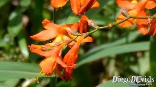 Crocosmia crocosmiiflora Montbretia Iridaceae Tritônia [upl. by Longmire]