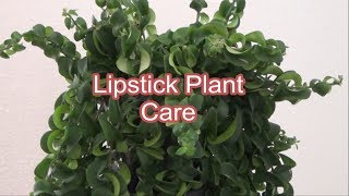 Lipstick Plant Care Tips How to care Lipstick Plant growing and care Aeschynanthus [upl. by Barb19]