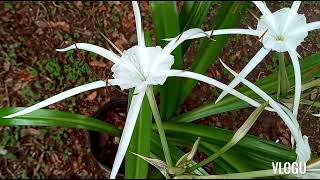 Beach Spider Lily or Hymenocallis Littoralis Imelda Ingram USA [upl. by Annej]