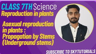 Reproduction in Plants Asexual reproduction in plants rhizome stemtuber bulbs sucker stem [upl. by Canon]