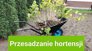 Przesadzanie hortensji [upl. by Archle]