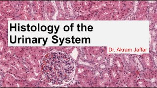 Histology of the urinary system [upl. by Touber]