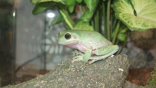 The Whites Tree Frogs eating Moths [upl. by Chrisy823]