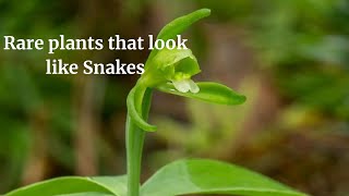 Rare plants that look like Snakes 🌱🌱 [upl. by Jud]