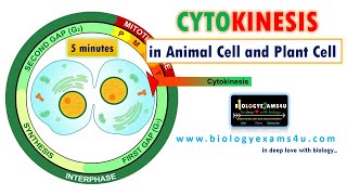 Difference between Cytokinesis in Animal Cell and Plant Cell [upl. by Anilah]