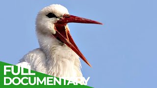 The Storks are Back  One Summerin Germany‘s Largest Stork Colony  Free Documentary Nature [upl. by Yaresed]