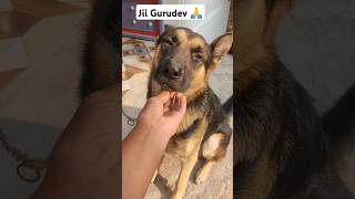 Jii Gurudev 🙏viralvideo cuteanimal dog gurudevshortvideo [upl. by Jacinto859]