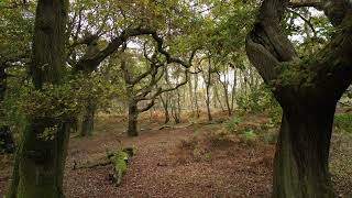 cannock chase stunning in autumn  Cinematic Drone Dji Mini 3 Pro [upl. by Quirk]