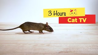 CAT TV  Mouse for cats to watch 3 HOURS [upl. by Erkan]