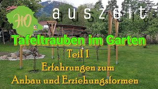 Trauben  Garten 2022 Teil 1  Erfahrungen  Pflanzen erziehen  gestalten  schneiden  Sorten [upl. by Ellebanna]