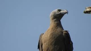 Gray Headed Fish Eagle [upl. by Guevara]