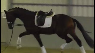 SOLD 2014 Hanoverian stallion with super elastic movements  163 hh wwwsporthorsesonlinecom [upl. by Aliet]