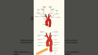 BRANCHES OF AORTA nursingstudent medicalstudent shortsvideo [upl. by Jepum658]