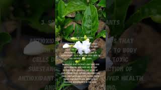 Benefits of Mondokaki plant or Tabernaemontana divaricata for health shorts [upl. by Eelsew468]