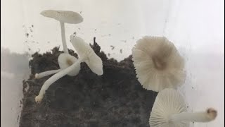 Cultivation method of bioluminescent mushroom Mycena chlorophos [upl. by Teressa]