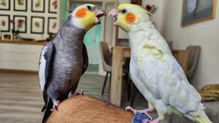 Lutino Pied Cockatiel  Cockatiel Bird [upl. by Dianthe382]