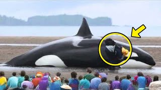 People Surround Beached Killer Whale Just Watch What Happens Next Its Incredible [upl. by Kentigera]