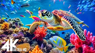 NEW 3HRS Stunning 4K Underwater Wonders  Relaxing Music  Coral Reefs amp Colorful Sea Life [upl. by Anelat62]